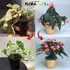 Hnojivo na rostliny Floravita